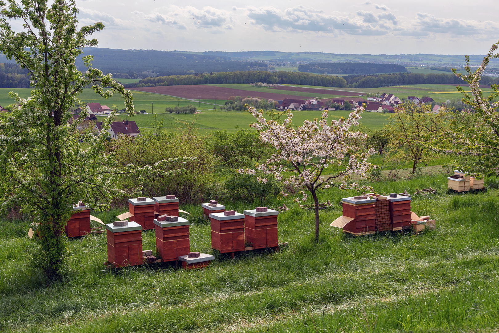 Kirschblütenzeit