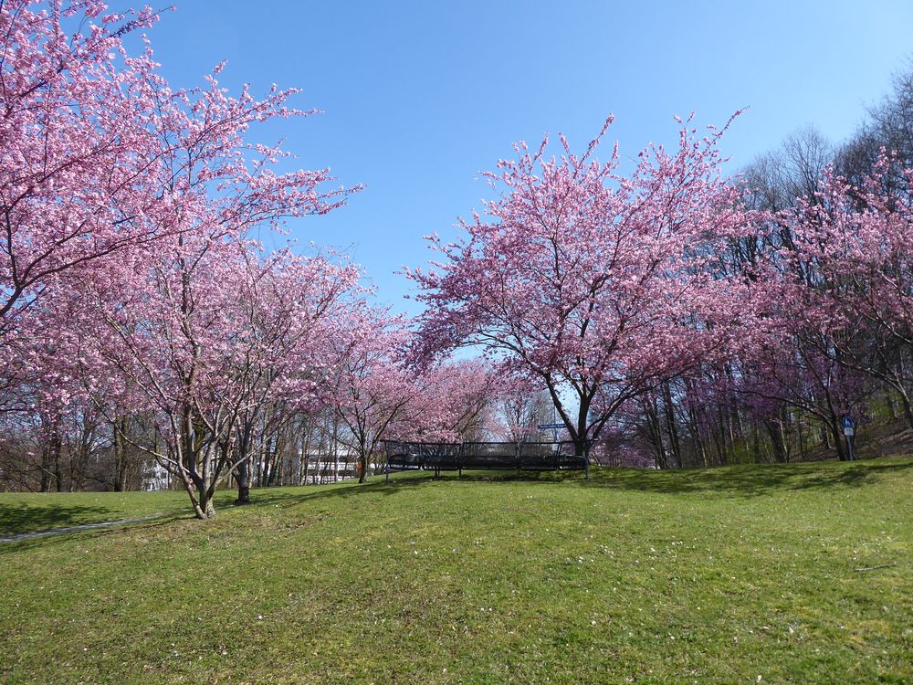 Kirschblütenzeit 3 Foto & Bild münchen, spezial, olympiapark Bilder auf