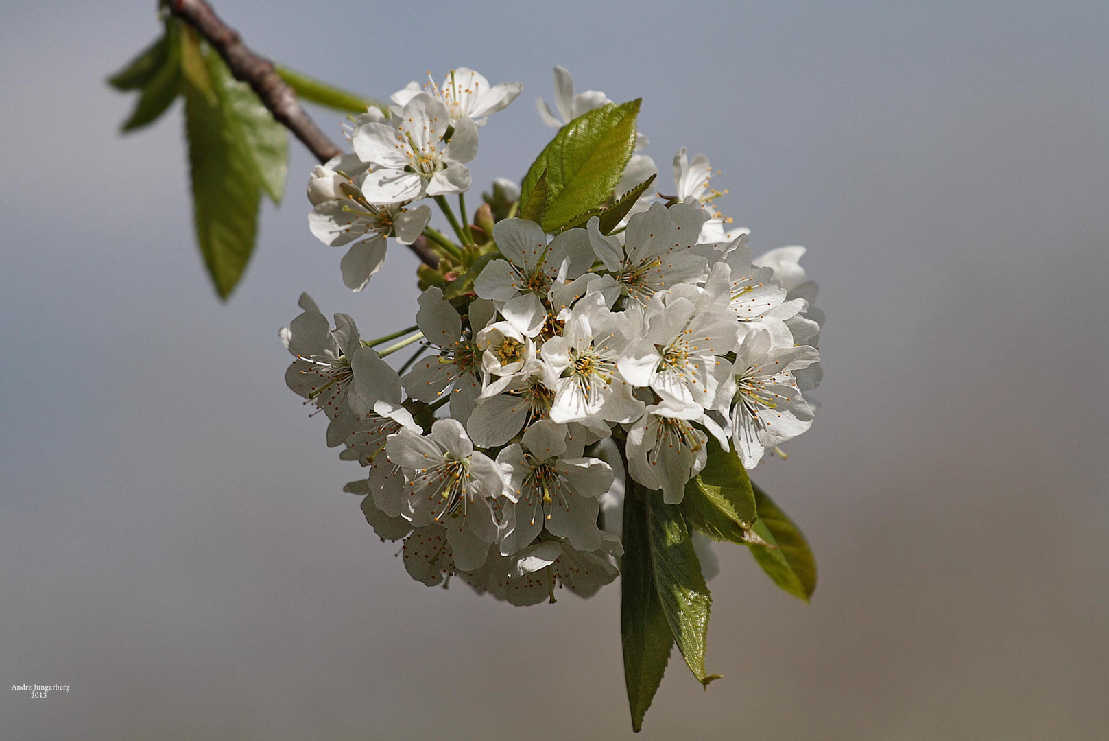 Kirschblütenzeit