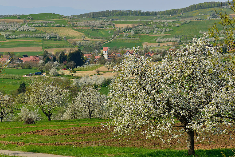 Kirschblütenzeit im Eggenertal (Kanonental)