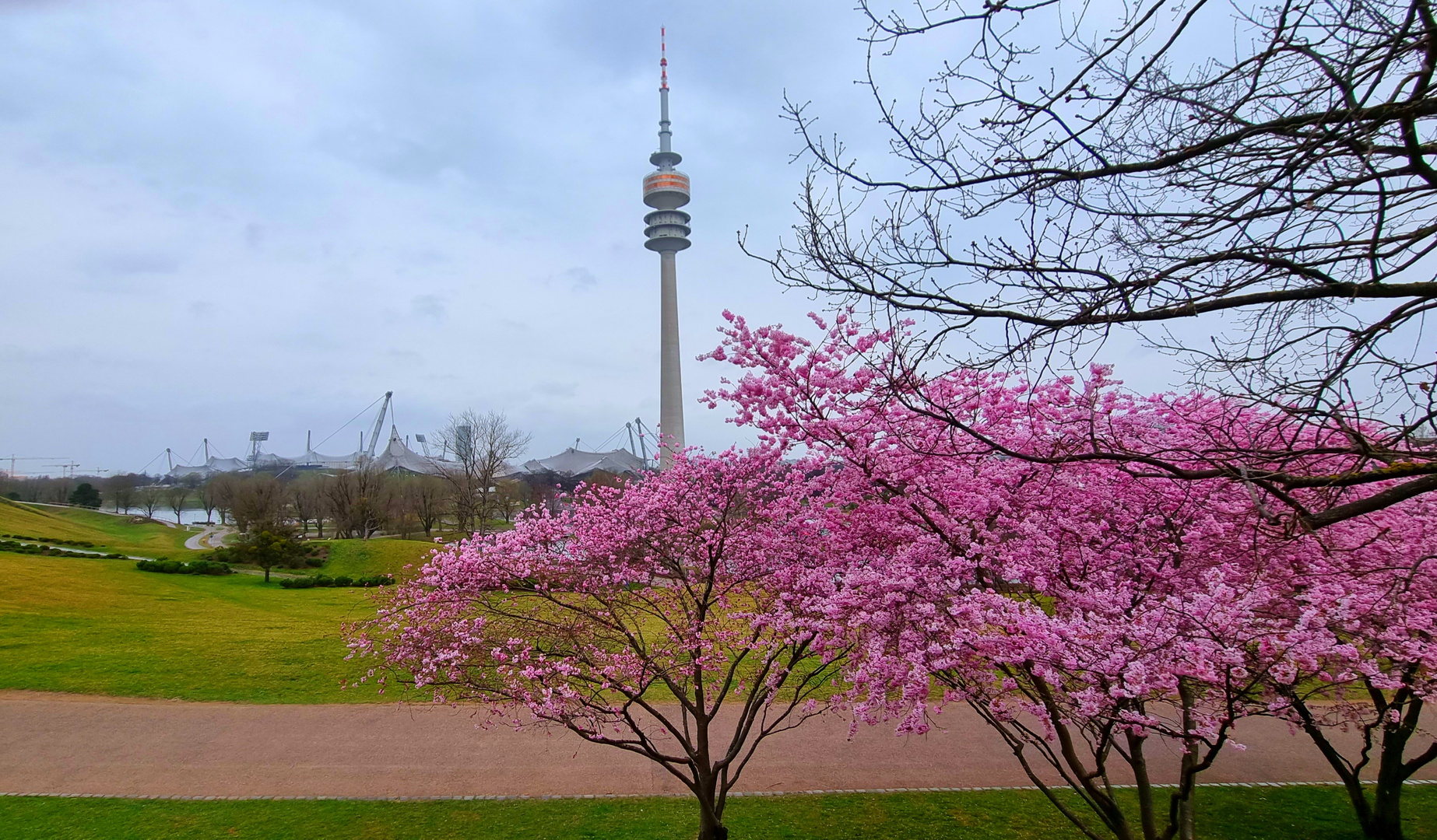 Kirschblütenzeit im Olympiapark München