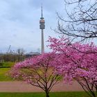 Kirschblütenzeit im Olympiapark München