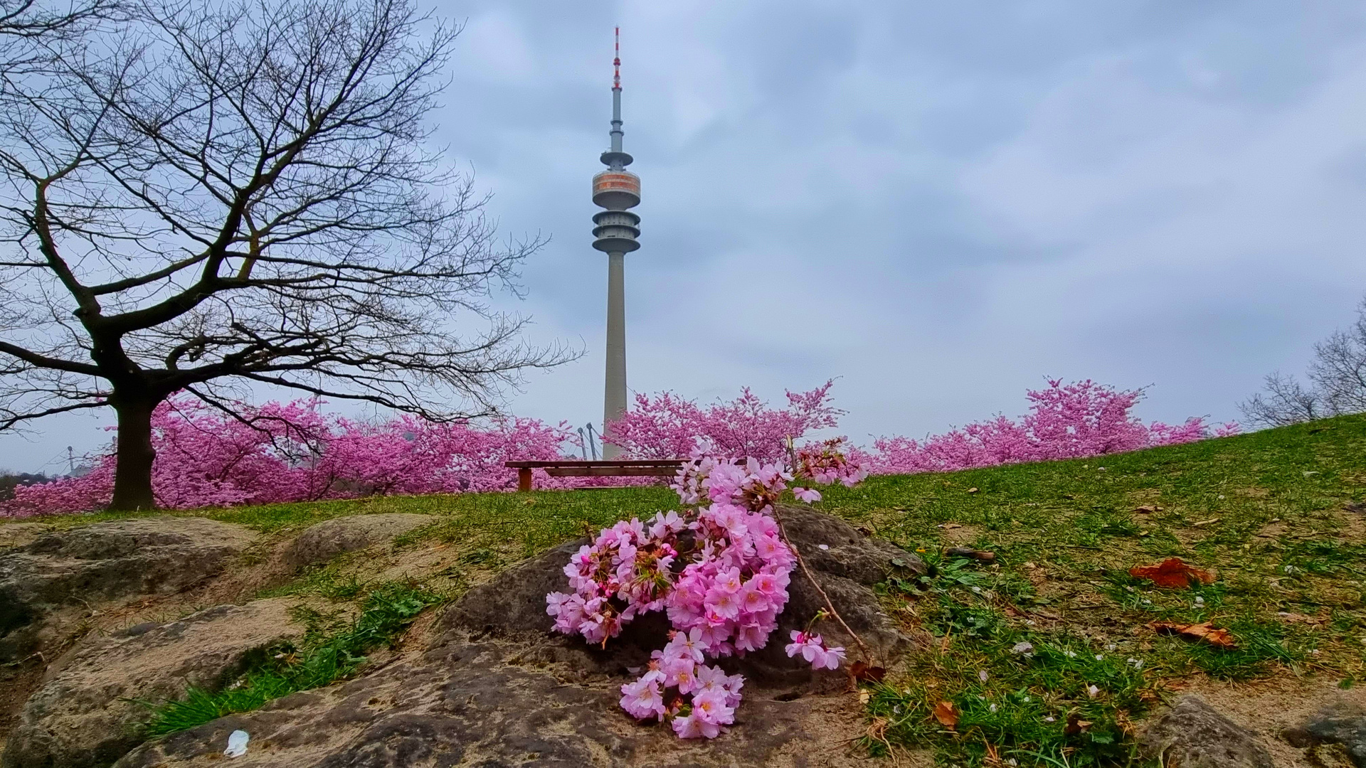 Kirschblütenzeit im Olympiapark München