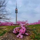 Kirschblütenzeit im Olympiapark München