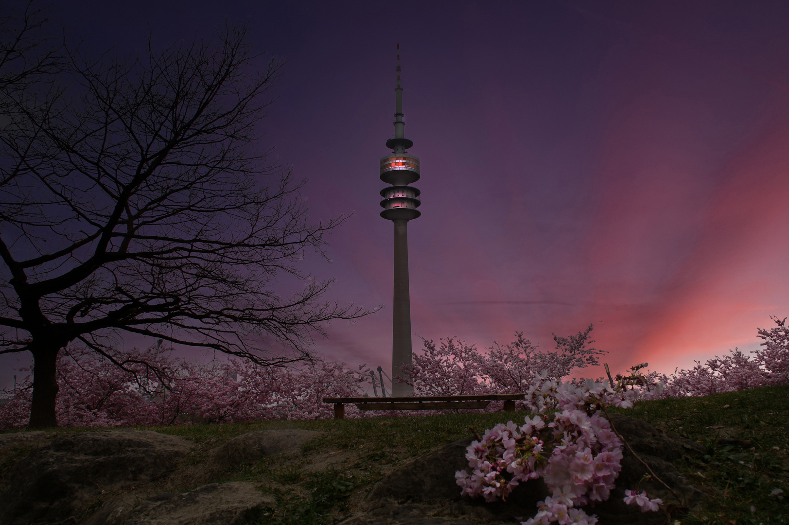 Kirschblütenzeit im Olympiapark München