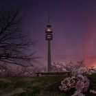 Kirschblütenzeit im Olympiapark München