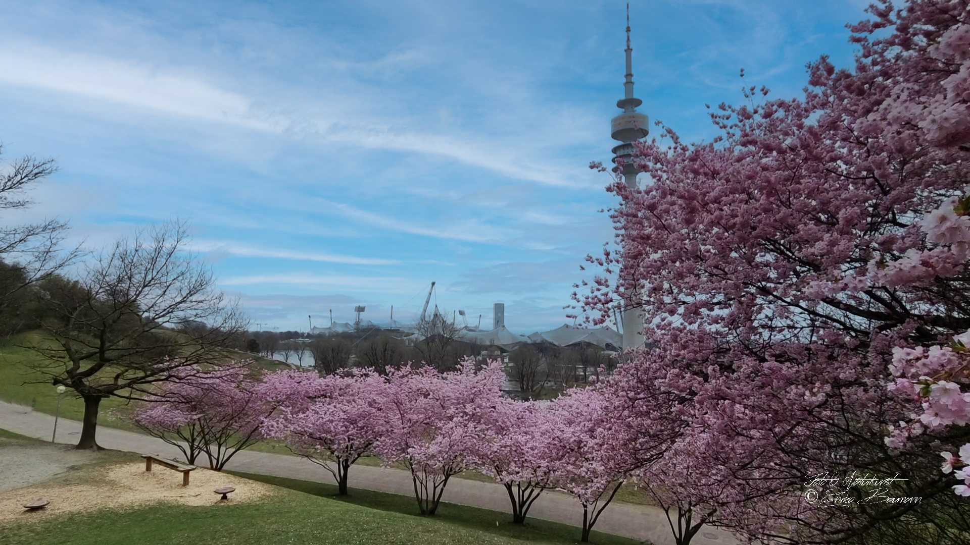 Kirschblütenzeit im Olympiapark München