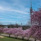 Kirschblütenzeit im Olympiapark München