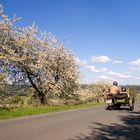 Kirschblütenzeit in Franken