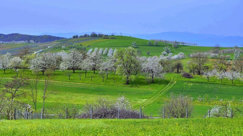 Kirschblütenzeit in Obereggenen / Markgräflerland