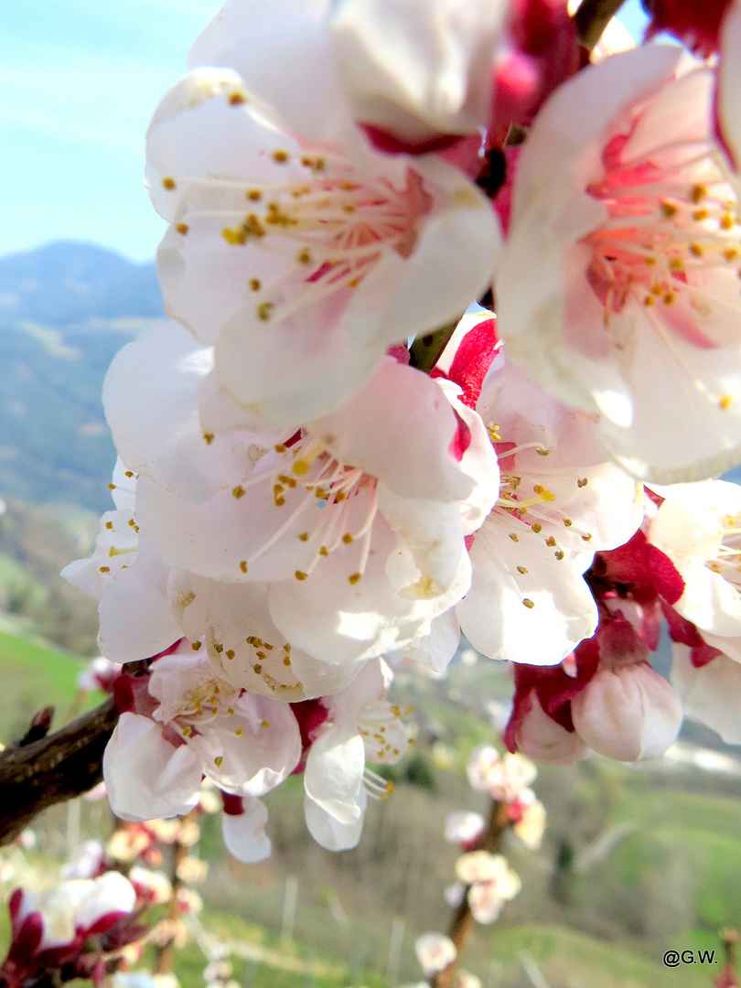 Kirschblütenzeit in Südtirol