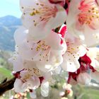 Kirschblütenzeit in Südtirol