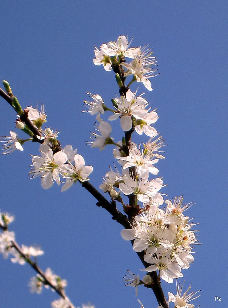 Kirschblütenzweig im Sonnenlicht ...