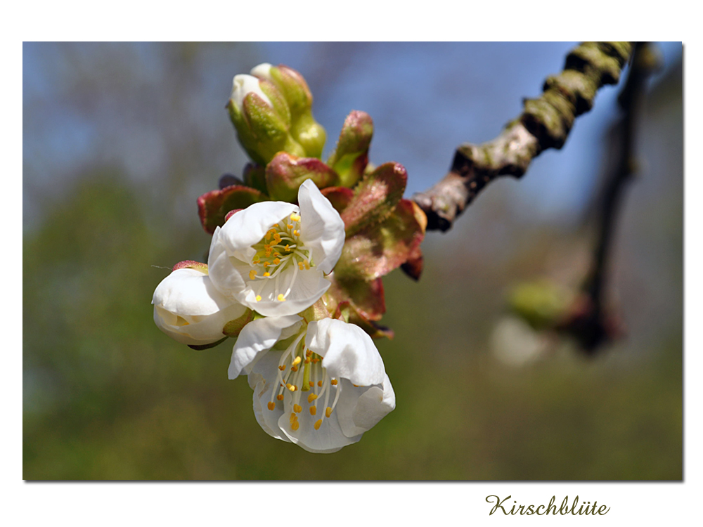 **Kirschblütenzweig**(2)