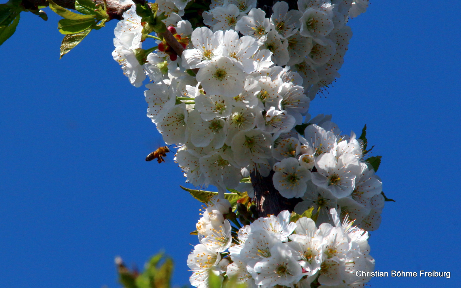 Kirschböüte Biene2