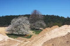 Kirsche am Golfplatz