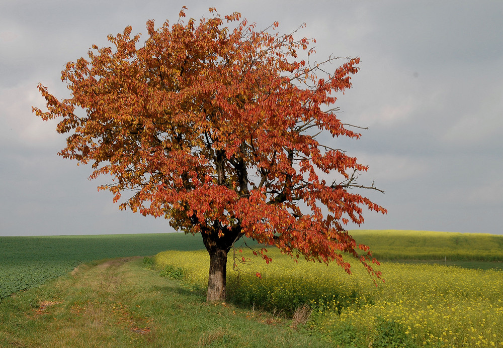 Kirsche an Senf