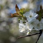 Kirsche & Bokeh