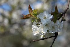 Kirsche & Bokeh