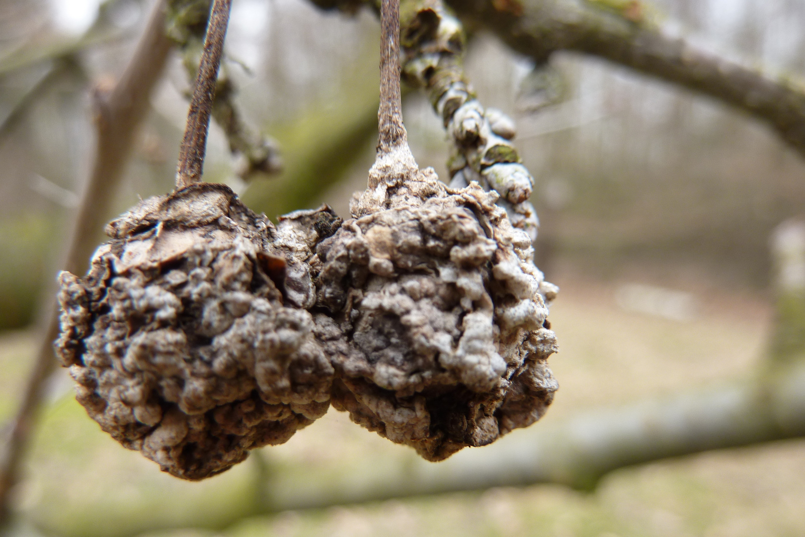 Kirsche: die Früchte von gestern