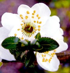 Kirsche freut sich auf den Frühling