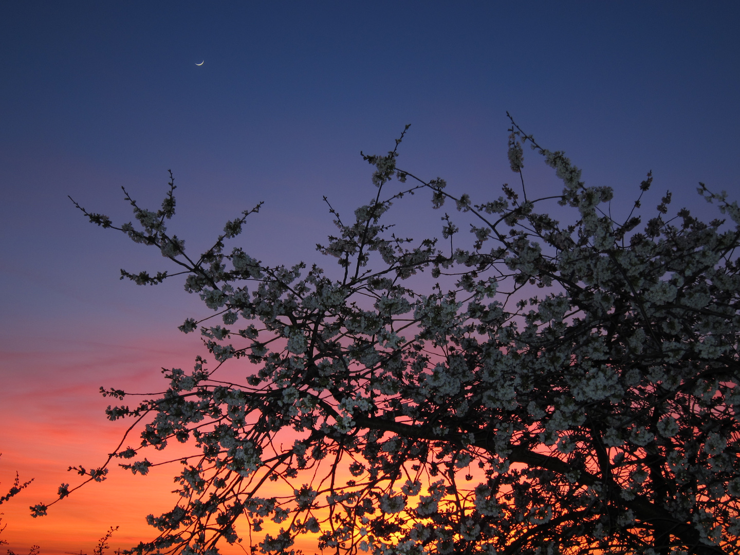 Kirsche im Abendrot