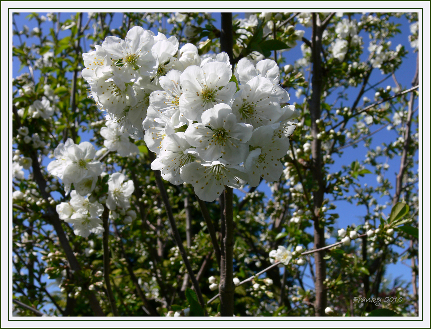 Kirsche im Frühling