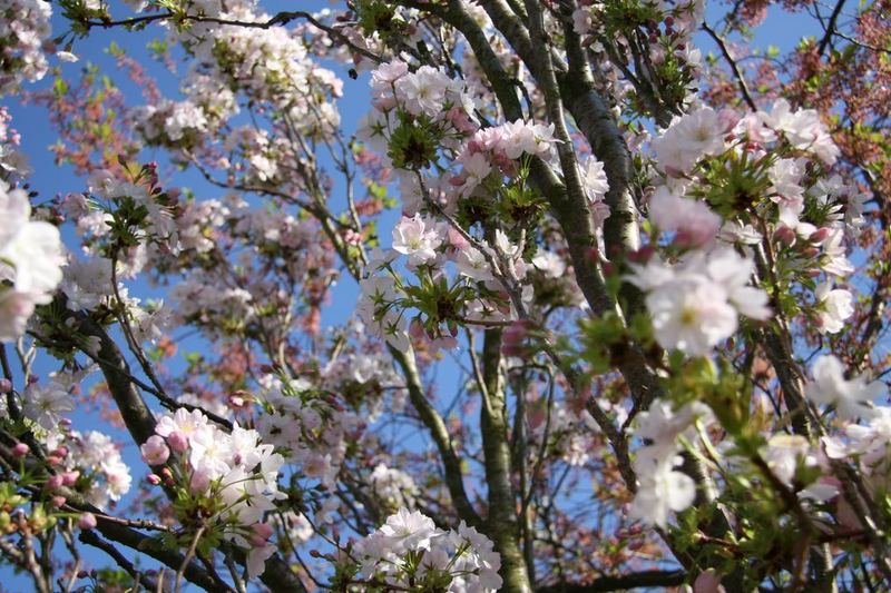 kirsche im frühling