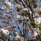 kirsche im frühling