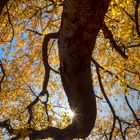 Kirsche im Herbstlaub