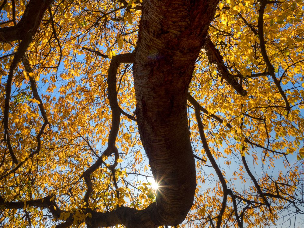 Kirsche im Herbstlaub