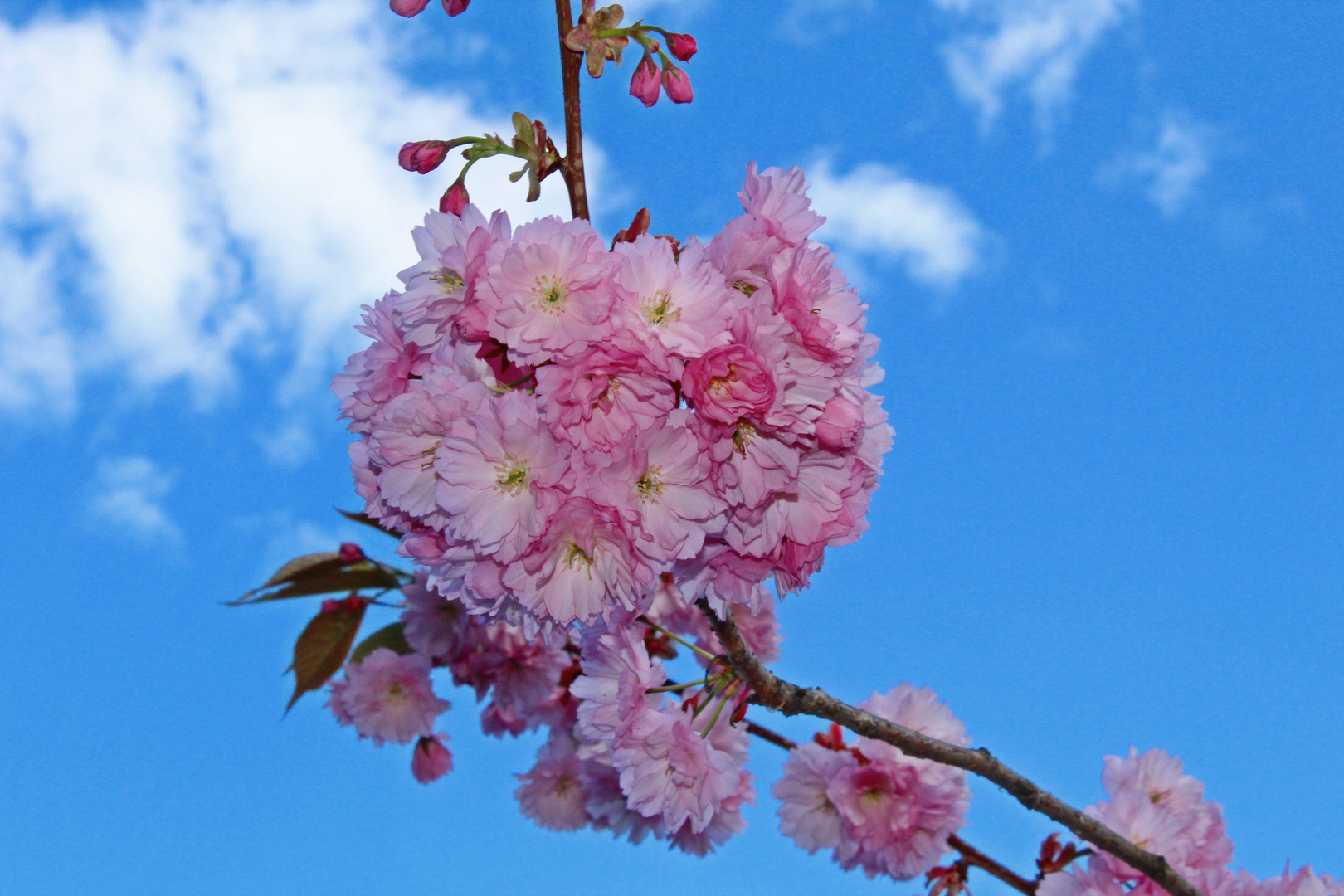 Kirsche im Himmel