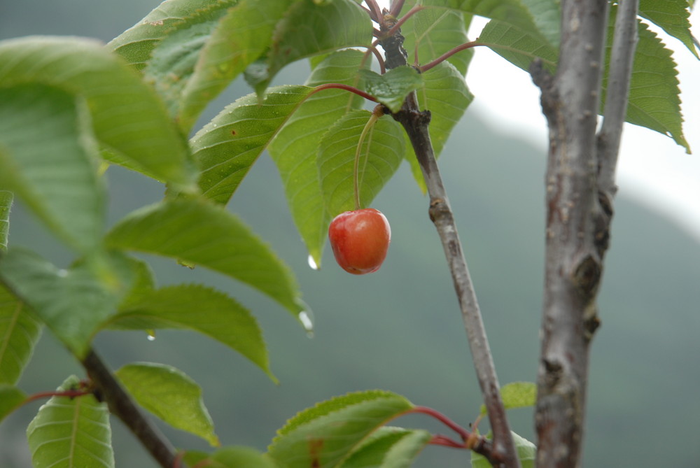 Kirsche im Regen