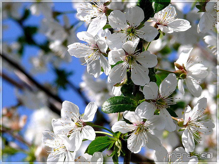 Kirsche in Blüte