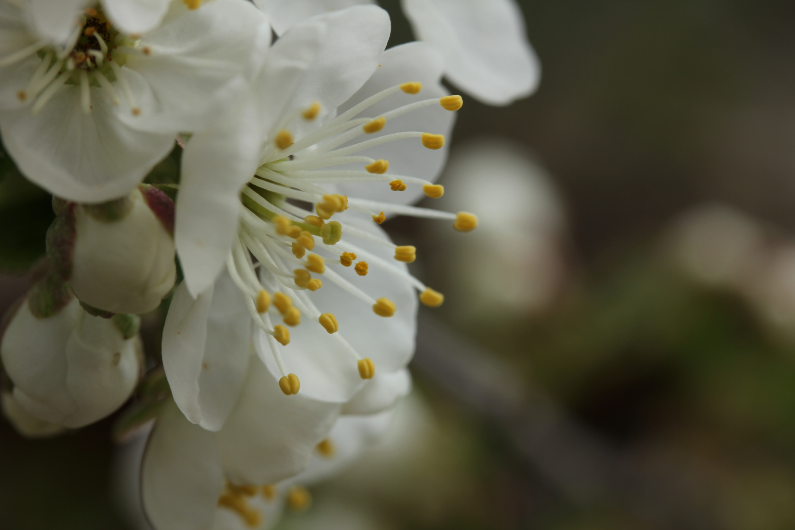 Kirsche in Blüte...