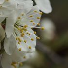 Kirsche in Blüte...