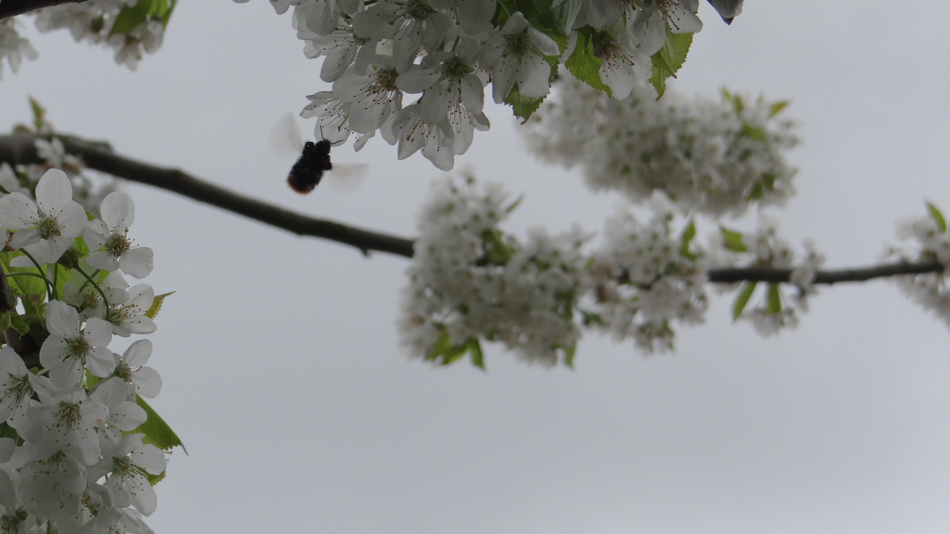 Kirsche und Hummel