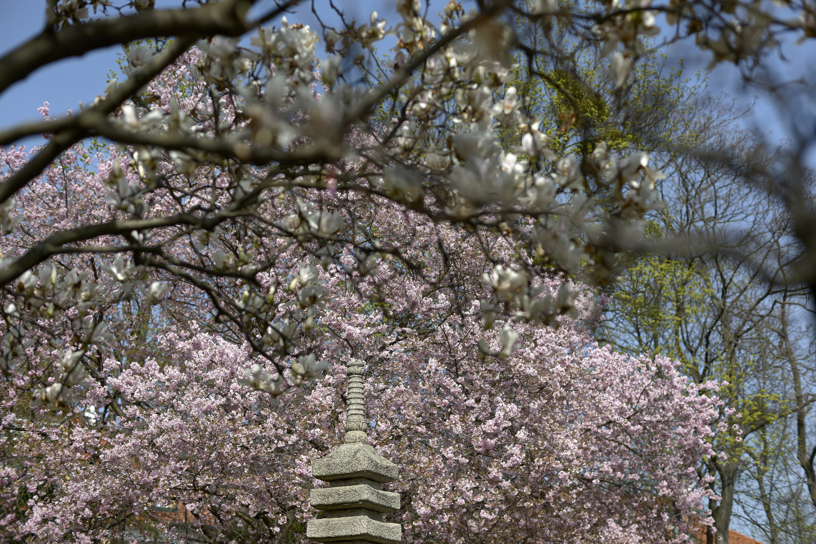 Kirsche und Magnolie