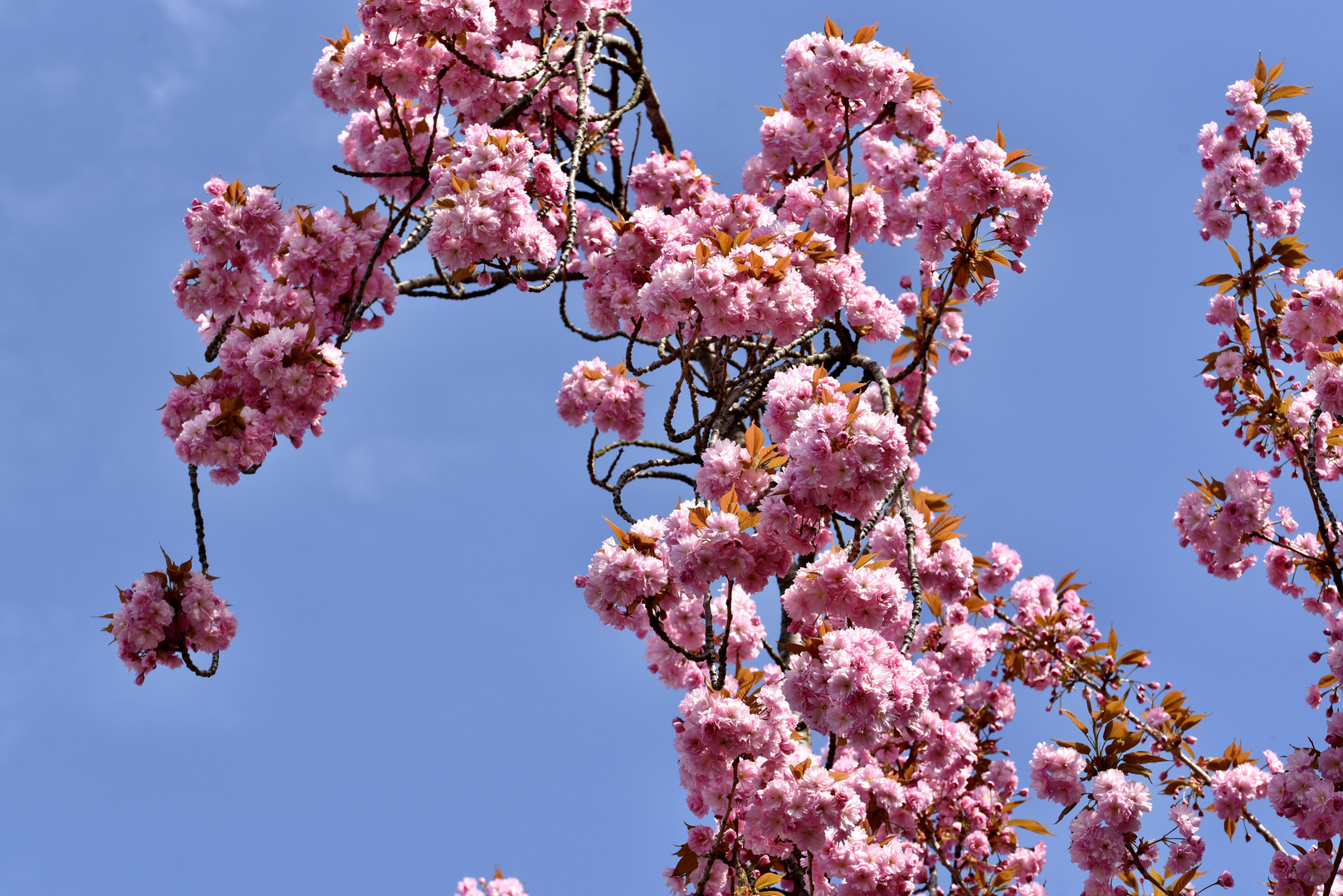 Kirsche vorm Himmel in hellblau 