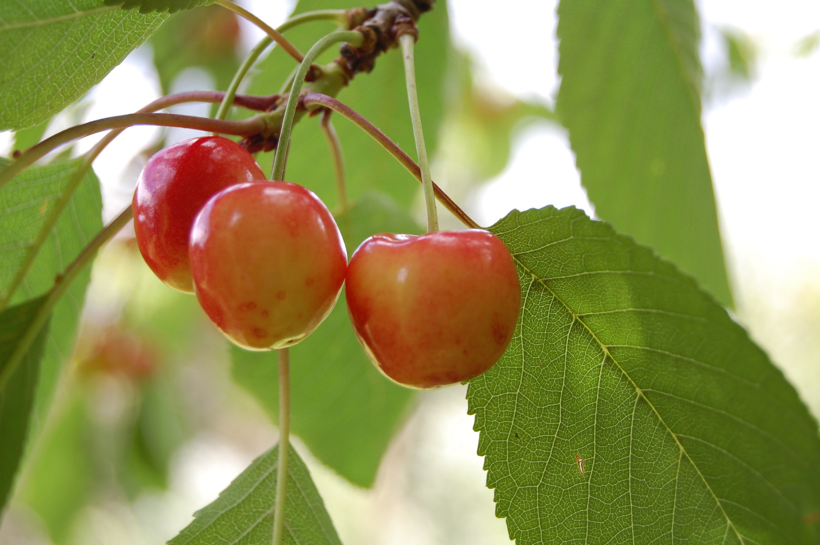 Kirschen Foto & Bild pflanzen, pilze & flechten, bäume, obstbäume