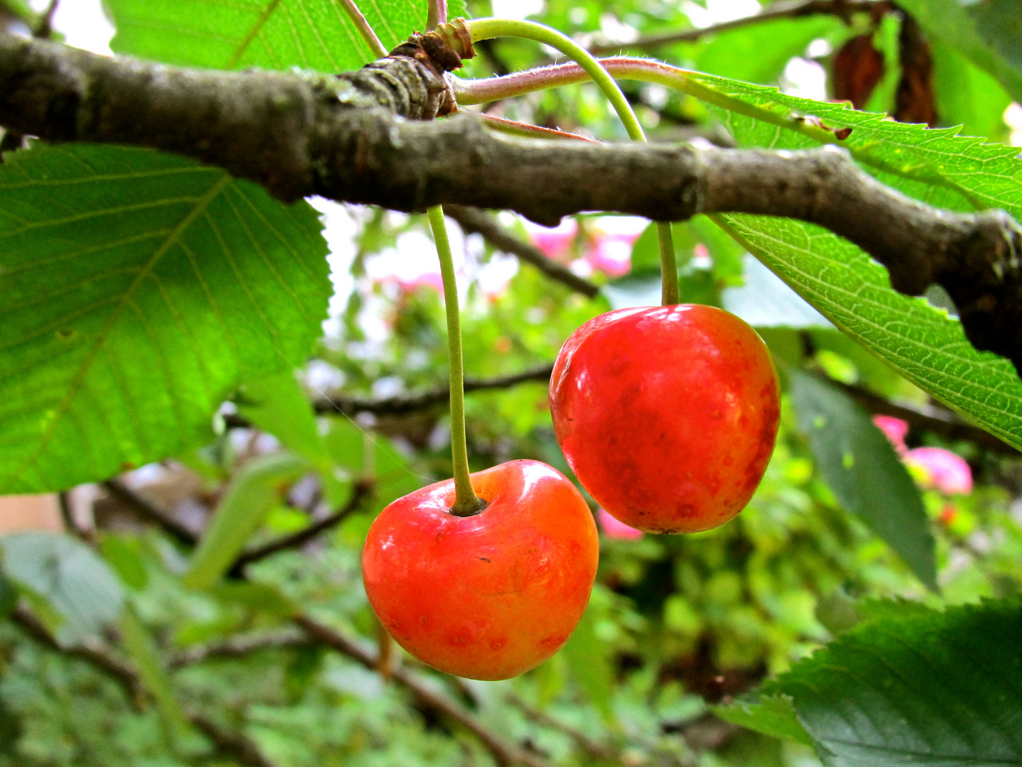 Kirschen aus Nachbars Garten....