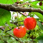 Kirschen aus Nachbars Garten....