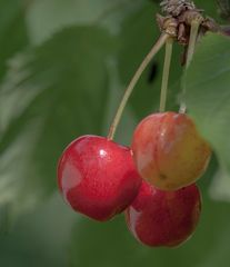 Kirschen aus Nachbars Garten....