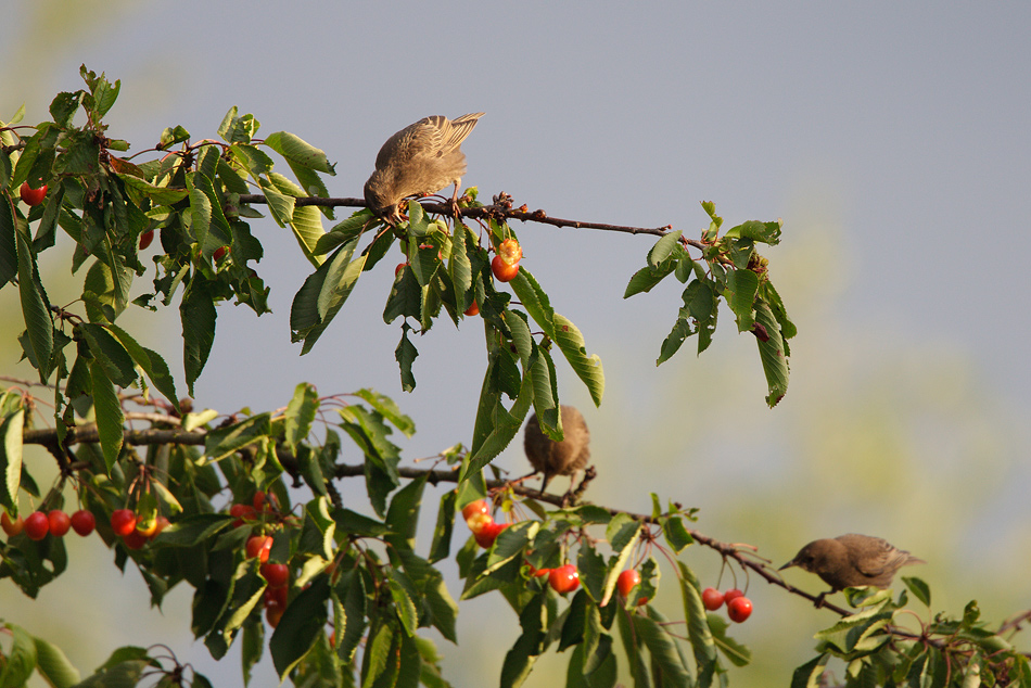 Kirschen aus Nachbars Garten