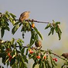 Kirschen aus Nachbars Garten