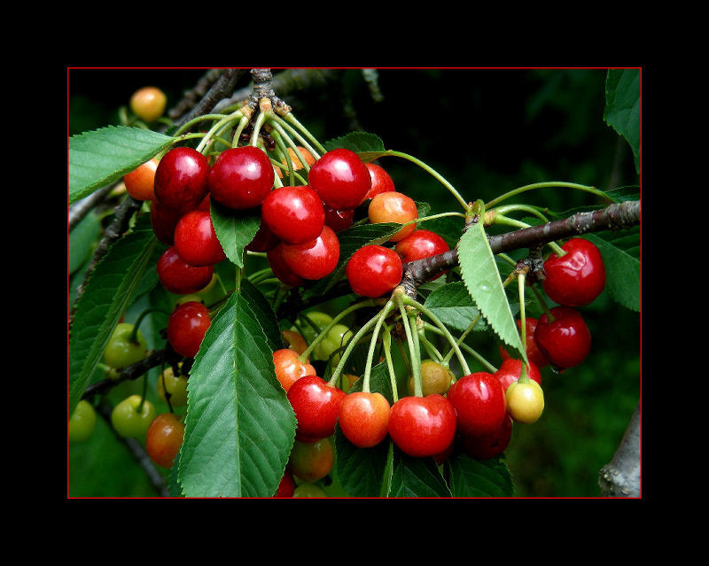 Kirschen aus Nachbars Garten ...