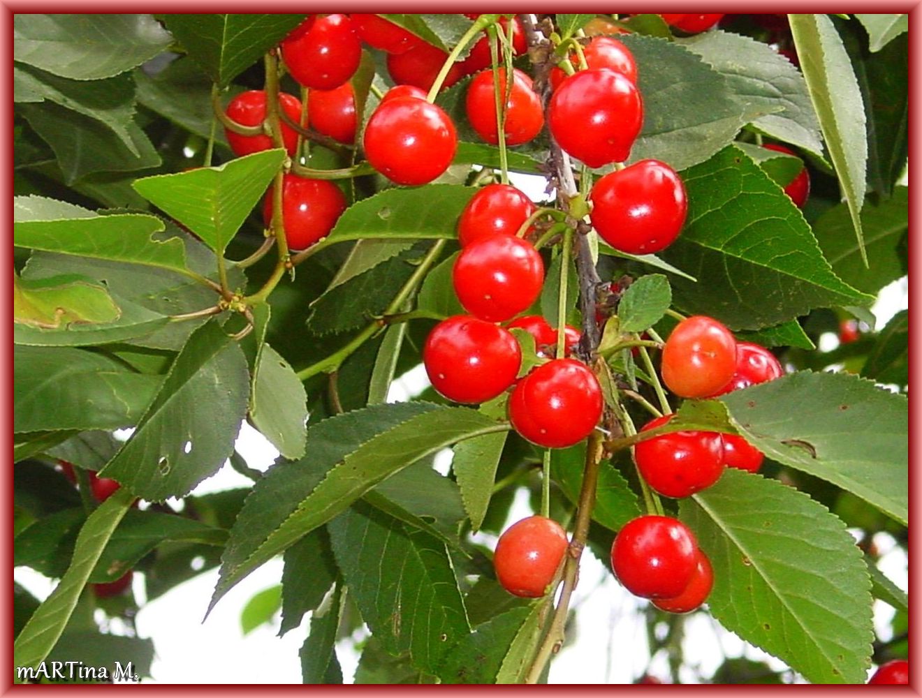 Kirschen aus Nachbars Garten