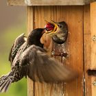 Kirschen aus Nachbars Garten schmecken am Besten