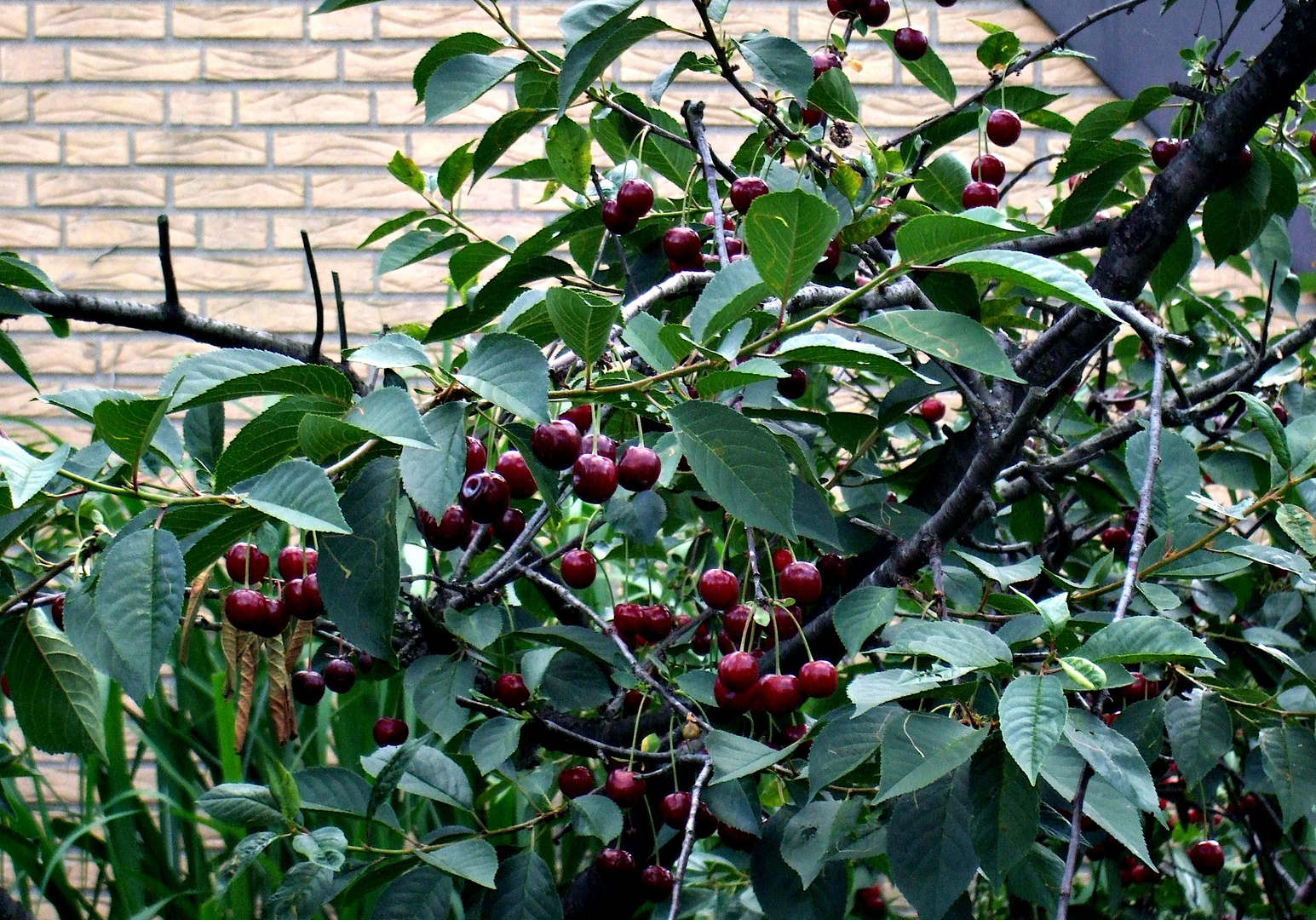 Kirschen aus unseren Landen