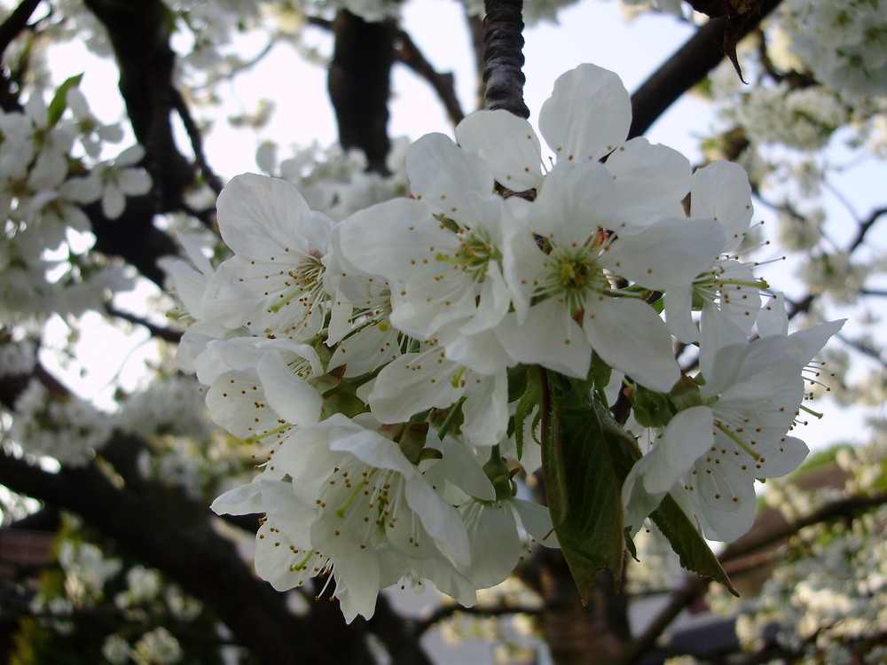 Kirschen blüte